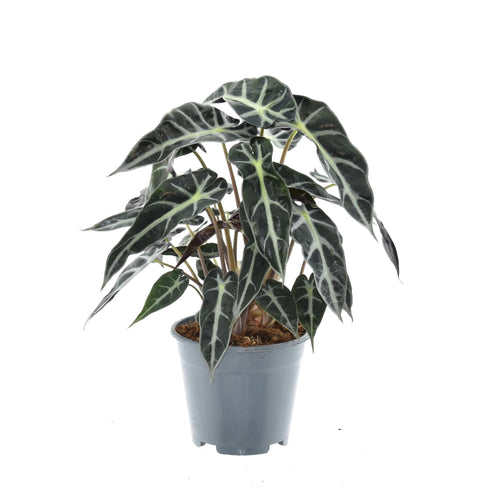 Alocasia Bambino Arrow – Zimmerpflanze – Ø14cm ca. 40cm hoch – Exotische Pfeilblattpflanze – Kompakt & dekorativ – Für helle Innenbereiche-0