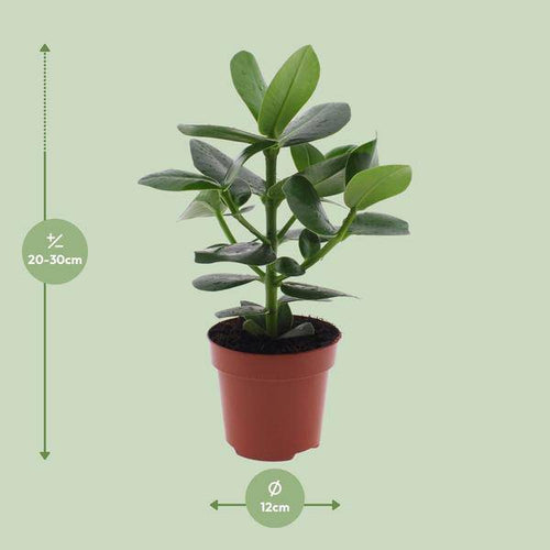 Clusia rosea Princess – Balsamapfel – Ø12cm – ↕15cm – Dekorative Zimmerpflanze mit glänzenden Blättern – Pflegeleicht & luftreinigend – Autogrammbaum-1
