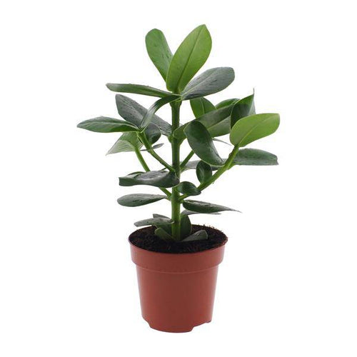 Clusia rosea Princess – Balsamapfel – Ø12cm – ↕15cm – Dekorative Zimmerpflanze mit glänzenden Blättern – Pflegeleicht & luftreinigend – Autogrammbaum-0